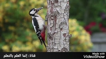 #القارئ : حذيفة الأنصاري