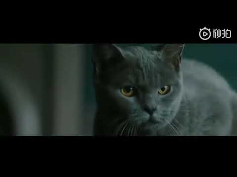 周杰伦代言——2018法国欧珑大陆地区广告曲（第一支）