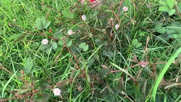 Bon và cây xấu hổ