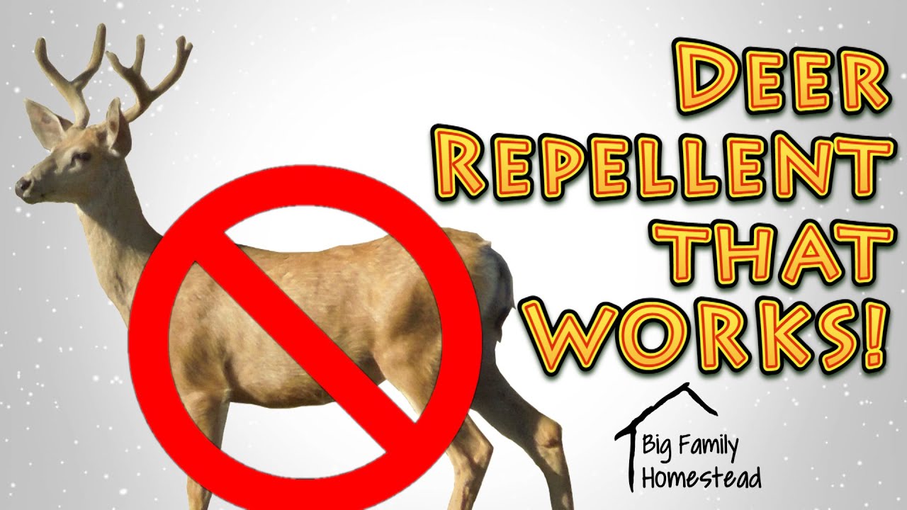 How To Make Deer Repellent THAT WORKS GREAT