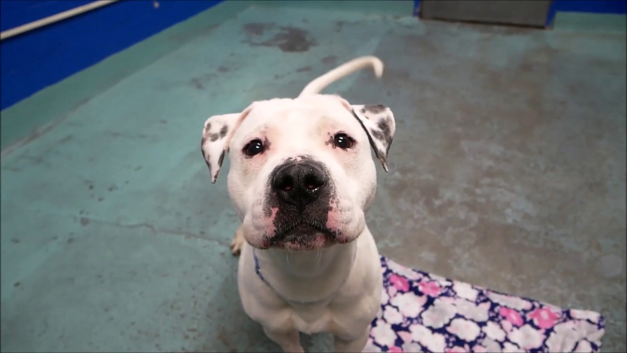 adopt cats long island Boy Boy 55697 | Black & White and Wiggles All Over NYCACC