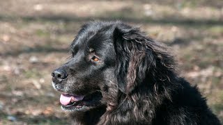 Grooming Your Newfoundland Dog at Home  Tips and Tricks