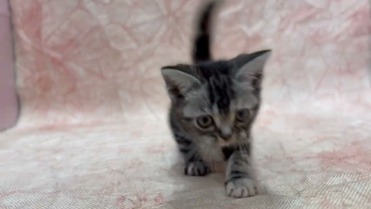 アメリカンショートヘアー🐱(2026/2/4生) - YouTube