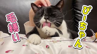 見てるだけで癒される猫の毛繕い♪