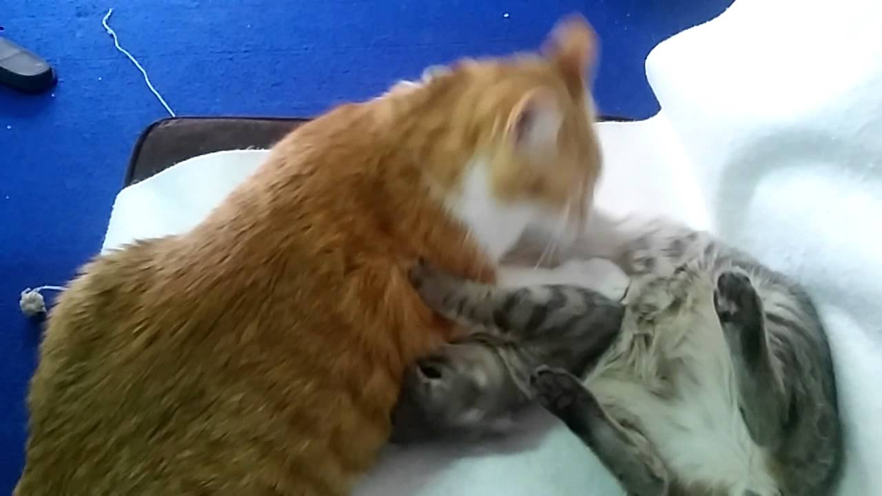 Cat Rony Funny Cats : Micky and Rony - Game - YouTube