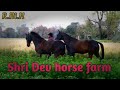 Marwari horse|| Shri Dev horse farm श्री देव घोड़ा फार्म नोगावा चित्तौड़गढ़ m.8290568150