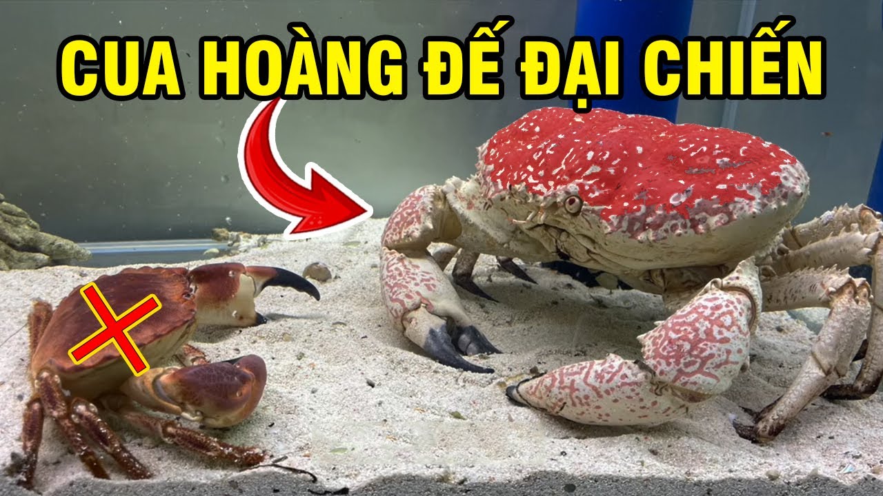 Review Nuôi CUA HOÀNG ĐẾ Nặng 6Kg Đắt Đỏ Trong Bể Kính Và CÁI KẾT