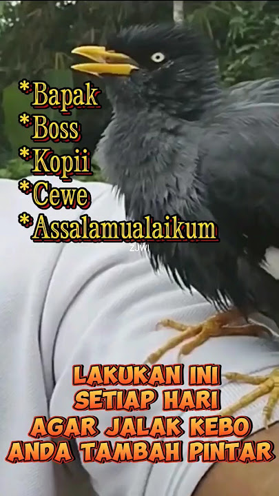 Cara melatih Jalak Kebo Bicara Setiap Hari #jalakputihgacor #birds #kicaumania #lolohan #parrots