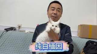 帮粉丝小伙伴找了一只纯白缅因猫