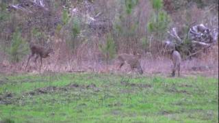 Alabama Deer Hunting Alabama Deer Hunting