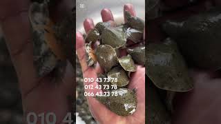 កូនកន្ធាយមានលក់រាល់ថ្ងៃ