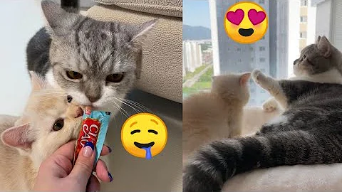 Video 1168501: munchkin kitty, meet munchkin, cutecats funnycats cutekittens