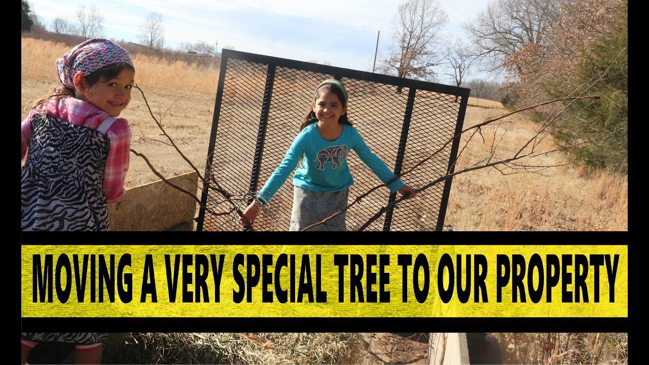 camera iphone 8 plus apk PLANTING A VERY SPECIAL TREE ON OUR PROPERTY