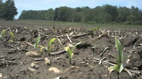 Frost Injury Corn - Time Lapse
