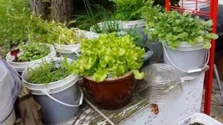No-Transplant Winter Sowing Update! Winter Sowing with Plastic Domes