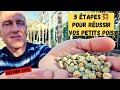 Comment russir ses ptits pois au potager 