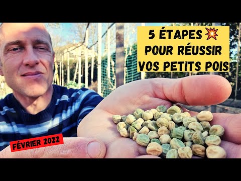 Vidéo: Comment faire pousser du taro (avec des photos)