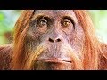 Cet orang-outan est un robot - ZAPPING SAUVAGE