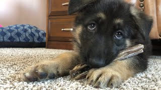 Seven week old German Shepherd Daisy plays with her first Bully Stick 20200725