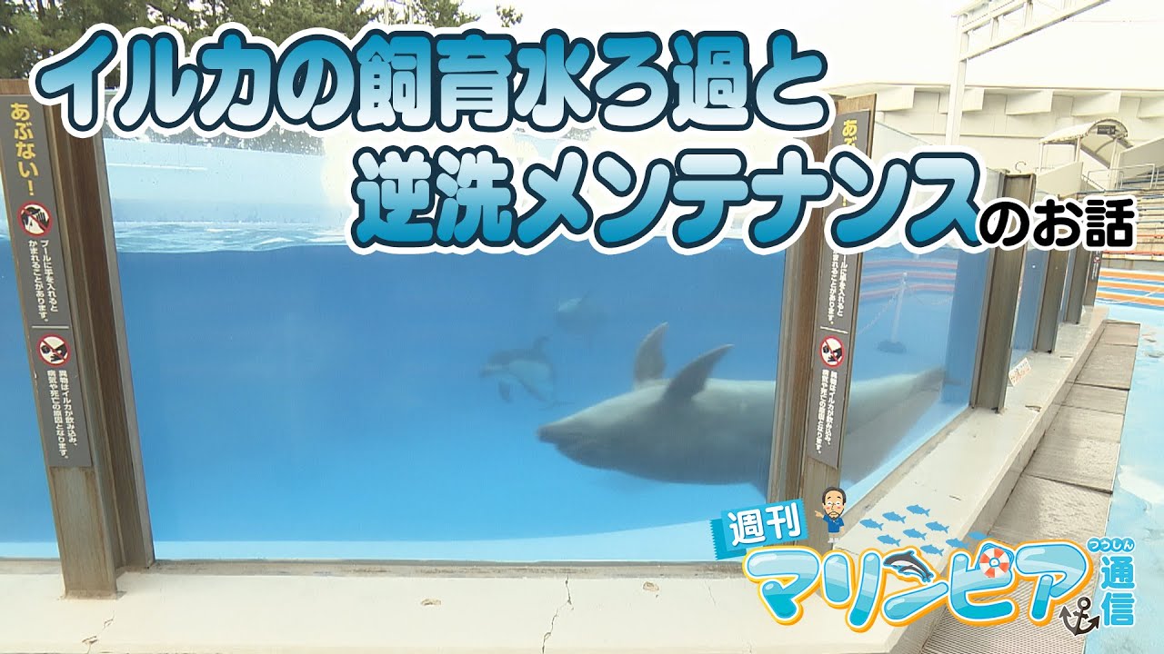 週刊マリンピア通信　＃191 イルカの飼育水ろ過と逆洗メンテナンス