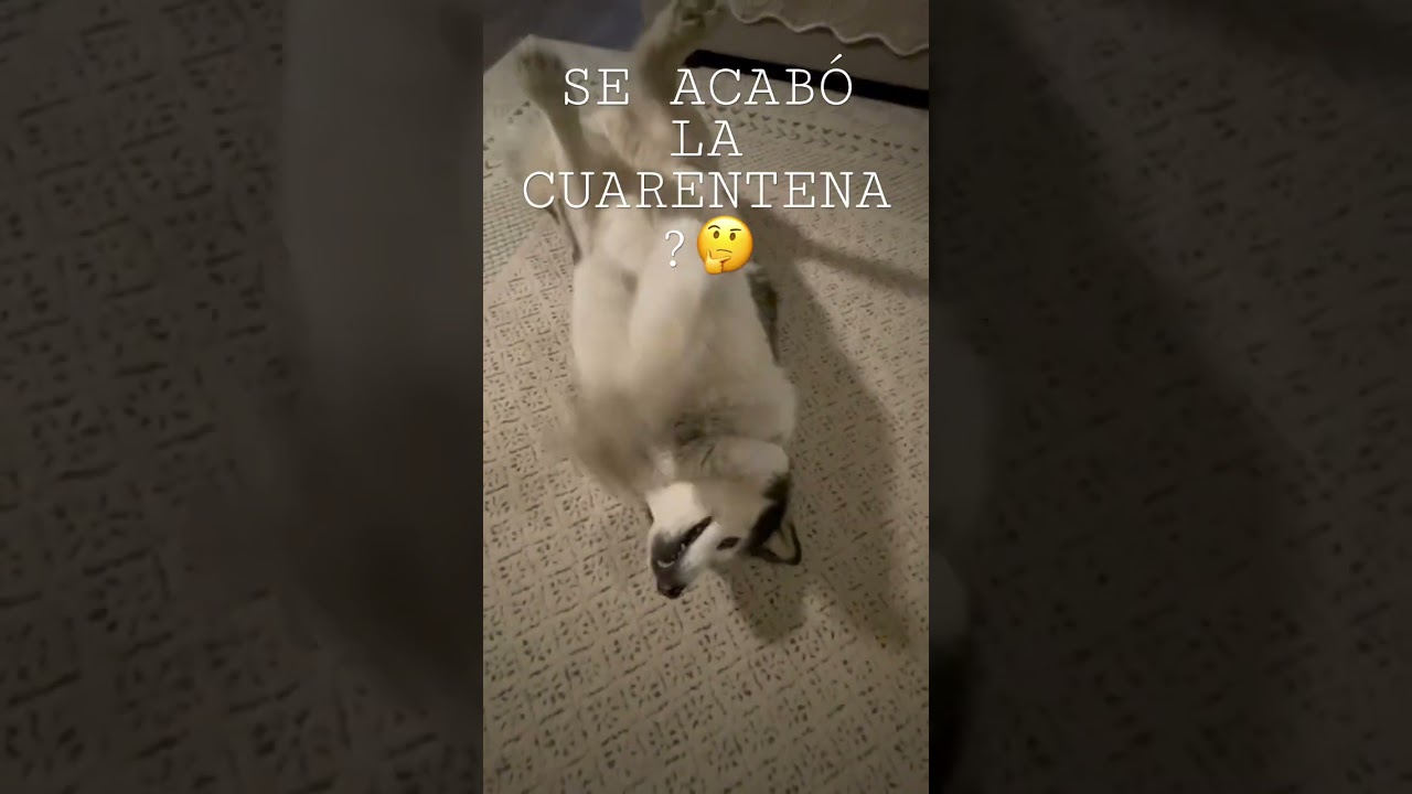 SE ACABÓ LA CUARENTENA ? 🤔🤔 