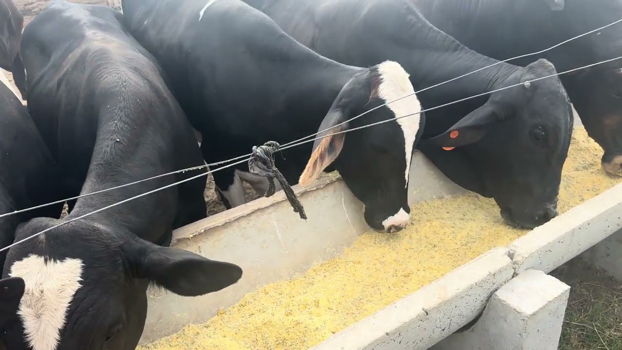 Vou lhe provar que em 60 dias consigo colocar 5 a 6 @ com essa adaptação e segredos ! 