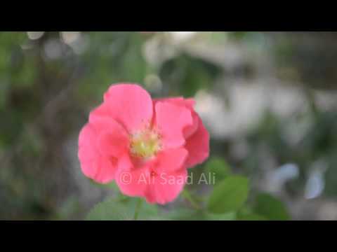 نسيتي فارس أحلامك مقطع زمن الطيبين