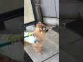 1歳ポメラニアン空太の成長日記〜エレベーターを見つけると乗らないと気が済まないボク