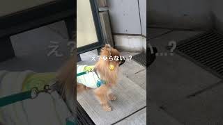 1歳ポメラニアン空太の成長日記〜エレベーターを見つけると乗らないと気が済まないボク