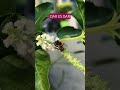 Abeja | Dar es dar
