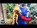 Top 20 Giant Creatures on Earth