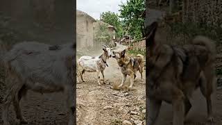Unexpected Attack #viral #shorts