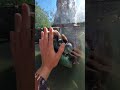 【ヒグマ】あ……素手じゃ勝てねぇやこいつには(諦め)#shorts