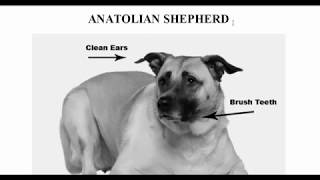 How to Groom the ANATOLIAN SHEPHERD, ANATOLIAN SHEPHERD Grooming at OnlineGroomingSchool.com