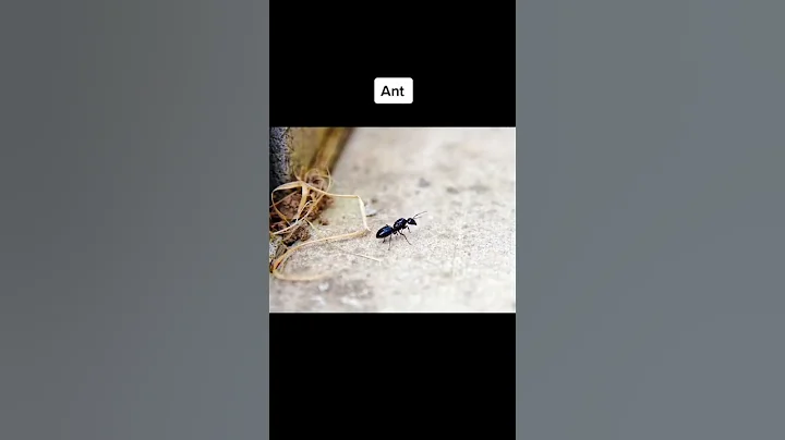 Insects zoomed in😳 #shorts