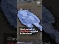 Giant Hind Rajab portrait unveiled in Spain for anniversary of her killing | AJ #shorts