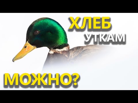 Видео: Чем вреден хлеб для уток? / Нужно ли подкармливать водоплавающих птиц?