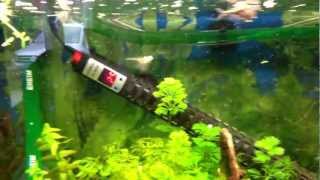 Fluval 88 Co2 Diffuser and Eheim 600 filter.