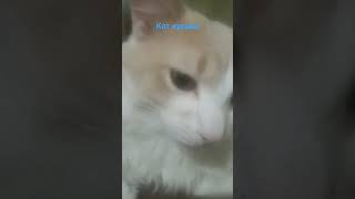 Кот косака #хочуврек #мем #кот #животные #кошара #кот_кекс #котяра