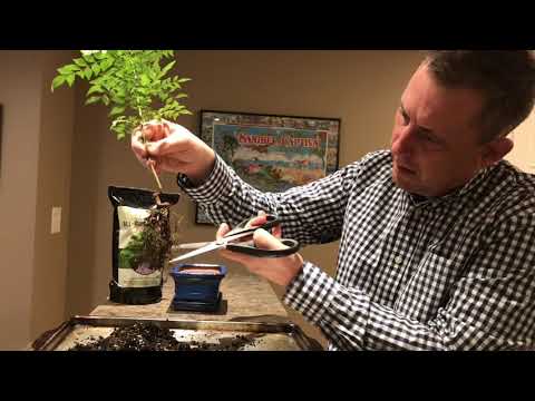 Bonsai: Starting Curry Leaf Plant