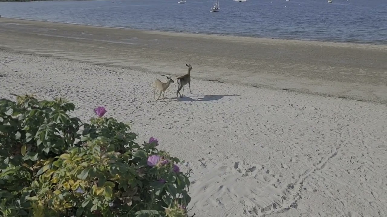 Niles Beach deer.