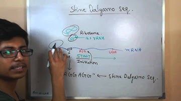 Shine Dalgarno sequence