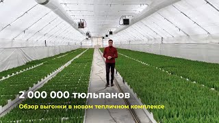 Обзор выгонки тюльпанов в новом тепличном комплексе | Выгонка 2.000.000 тюльпанов