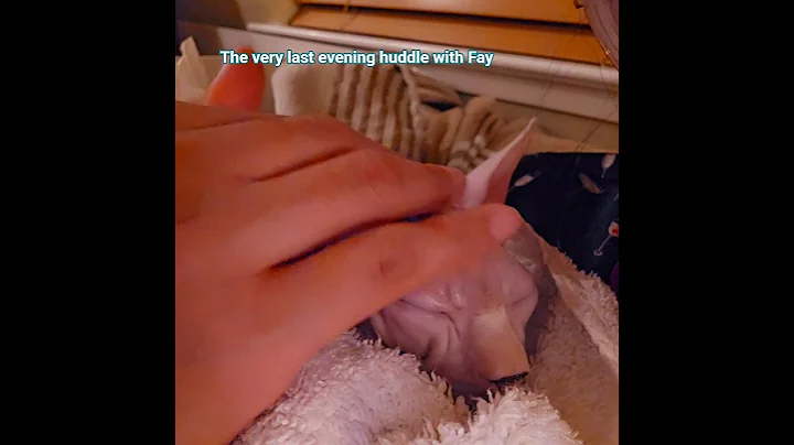 Video 11710621: sphynx kitten, sphynx girl, kitten home
