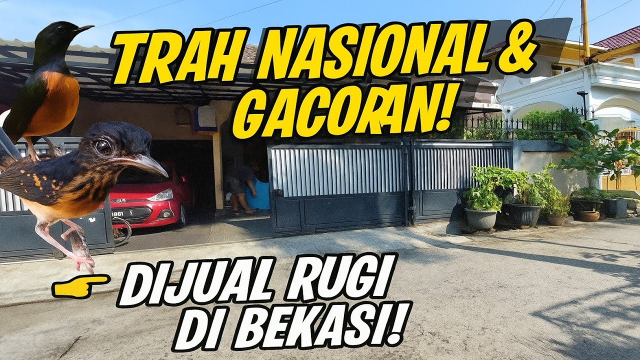 DI GREBEK LAGI! MURAI CALON JUARA TRAH NASIONAL DIJUAL RUGI DI BEKASI!