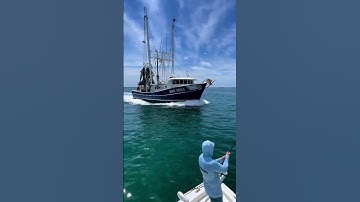Giant fish VS giant boat! 😳