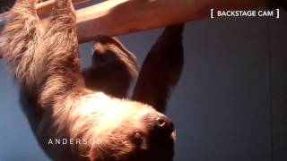 Up Close & Personal, Backstage with a Sloth