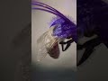 Purple pollen collector! #WorldBeeDay | San Diego Zoo Wildlife Alliance #shorts