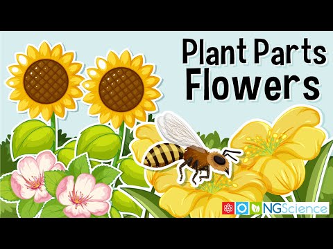 Plant Parts – Flowers