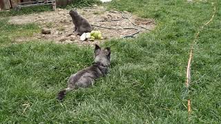 Cat And Dog Plays With Each Other